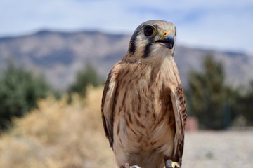 Female American Kestrel
