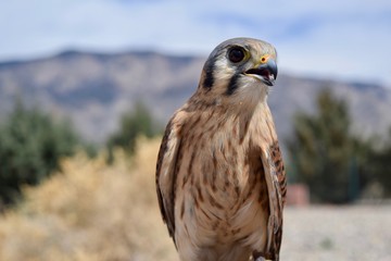 Female American Kestrel