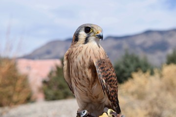 Female American Kestrel