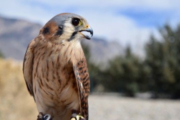 Female American Kestrel