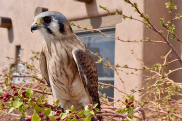 Female American Kestrel