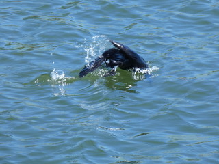 Fototapeta premium Caught this loon diving for fish. Captured on a Panasonic Lumix FZ80