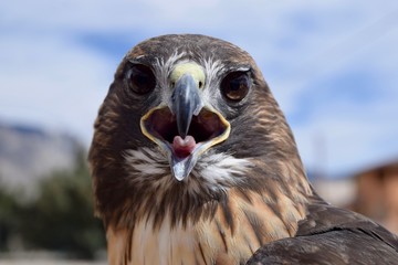 Red tailed hawk
