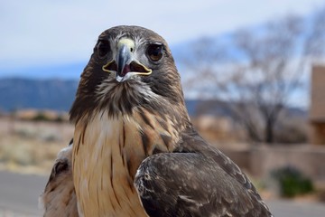 Red Tailed Hawk