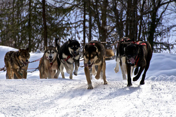 DOG SLEDDING IN ALASKA
