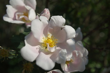 Obraz na płótnie Canvas Pinkish rose bush