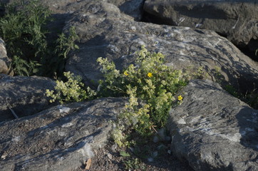 flowers on rock