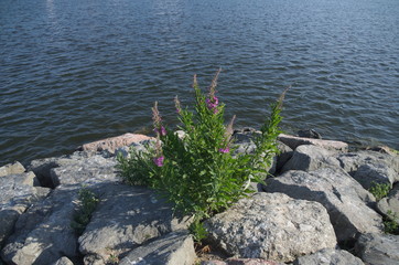 Fireweed on rock