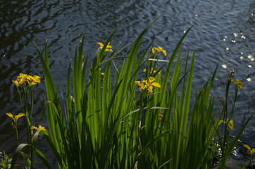 Yellow iris