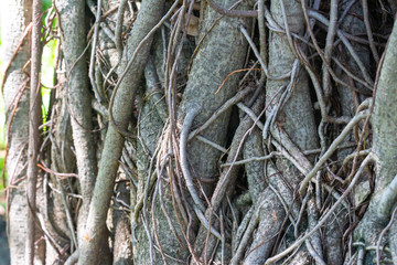 the banyan detail of root.
