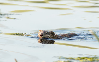 Nutria (Myocastor coypus)