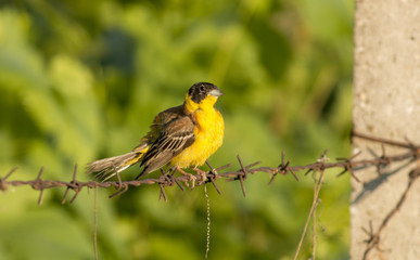 Black-headed Bunting sitting