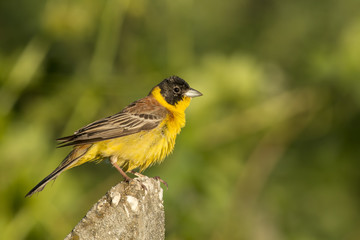 Black-headed Bunting sitting