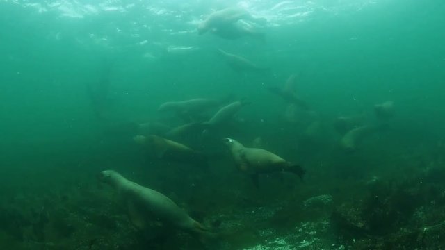 Steller Sea Lions swimming in the frigid Canadian Pacific.