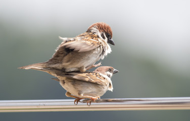 Tree sparrow pair copulation
