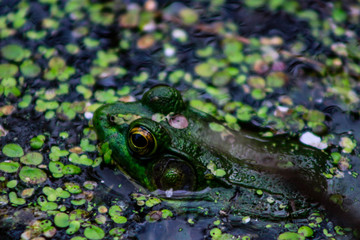 Obraz premium Northern Green Frog sunning itself on a rock. Also known as the American Common Frog. Don Valley Brickworks Park, Toronto, Ontario, Canada.