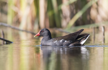 Moorhen (Gallinula chloropus)