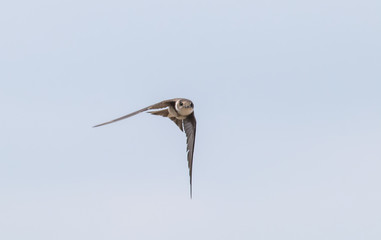 Sand martin flying