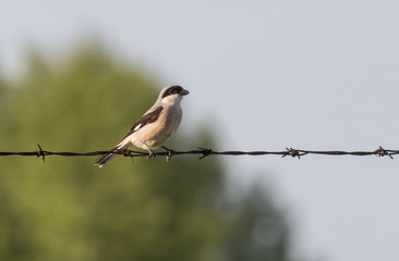Lesser Gray Shrike