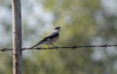 Lesser Gray Shrike
