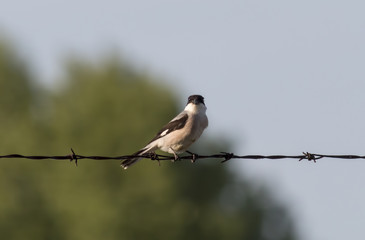 Lesser Gray Shrike