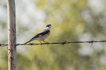 Lesser Gray Shrike