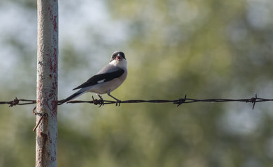 Lesser Gray Shrike