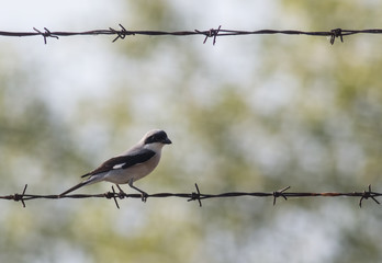 Lesser Gray Shrike