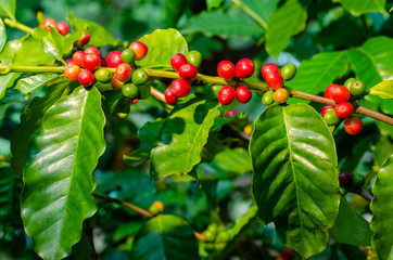 Close up fresh organic red raw and ripe coffee cherry beans on tree plantation