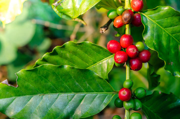 Close up fresh organic red raw and ripe coffee cherry beans on tree plantation