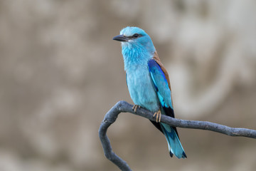 European roller (Coracias garrulus) sitting on a branch