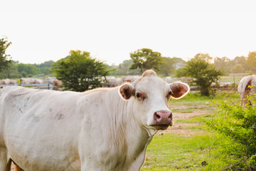 Fototapeta na wymiar Beautiful white cow walking in rural with sunset sky,traditional agricultural in Thailand.