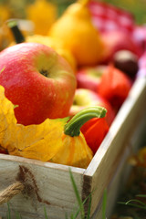 Autumn mood..apples, small pumpkins, maple leaves in a wooden box on the grass in the rays of the sun.Autumn time