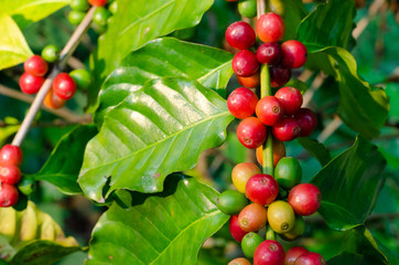 Close up fresh organic red raw and ripe coffee cherry beans on tree plantation
