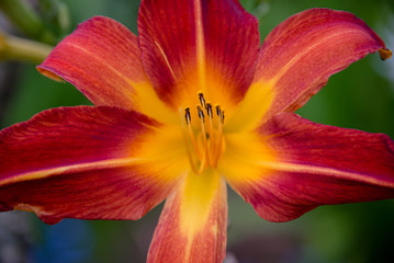 Red and Orange Lily Flower