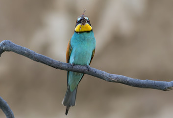 The European Bee-eater