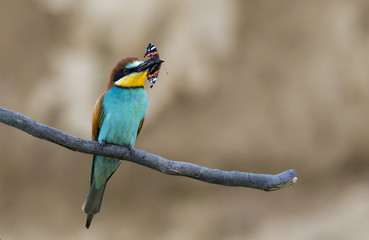 The European Bee-eater