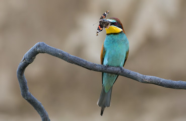 The European Bee-eater