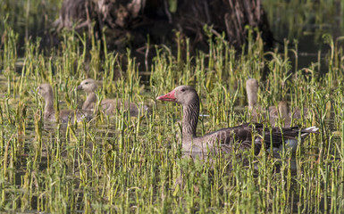 Greylag geese (Anser anser) with goslings