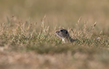 Gorgeous and cute ground squirrel