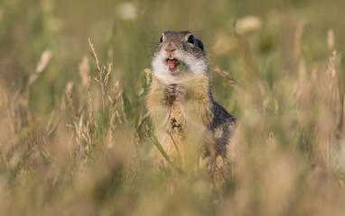 Gorgeous and cute ground squirrel