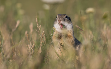 Gorgeous and cute ground squirrel