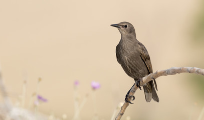 Common starling posing