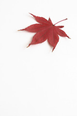 紅葉したモミジの葉