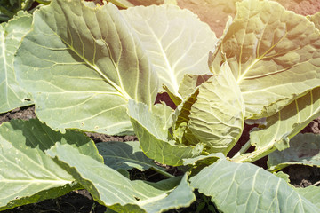Organic cabbage vegetable food in the field garden with copy space