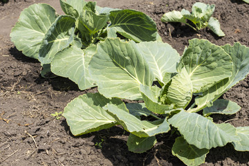 Organic cabbage vegetable food in the field garden with copy space