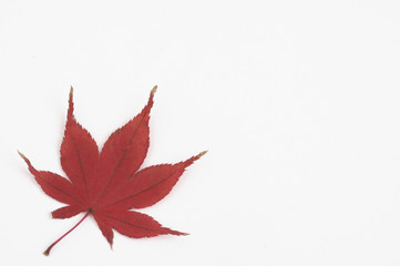 紅葉したモミジの葉