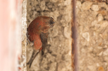 Common Crossbill