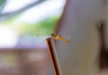 Naklejka premium dragonfly of with good environment for life