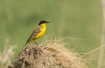 Yellow wagtail in springtime